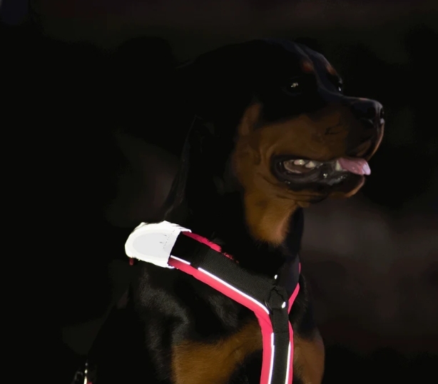 HS Sprenger | Reflexívne pásky (označenie) DOG set 2 kusy XS/S/M