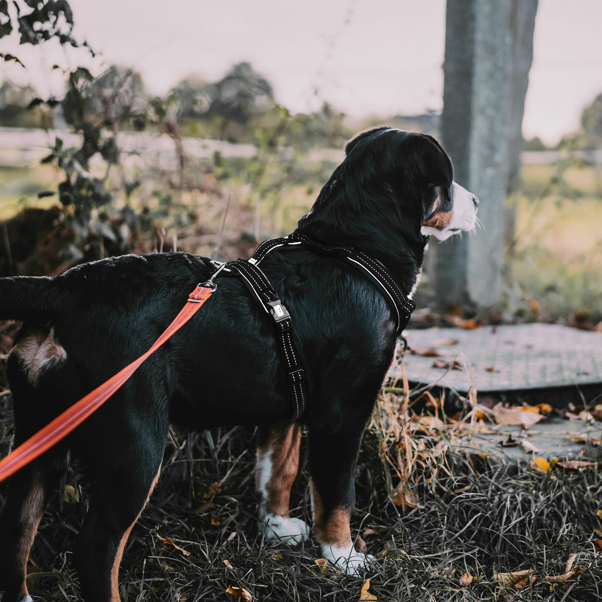 HS Y-Postroj na voľný čas, reflexný, S, 50-65cm, nylon+neoprén, čierny