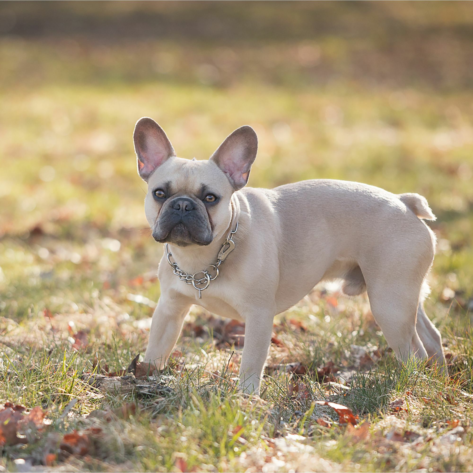 HS Obojok retiazkový, 4mm/70cm, nastaviteľný s karabínou, dlhé oko, nerezová oceľ