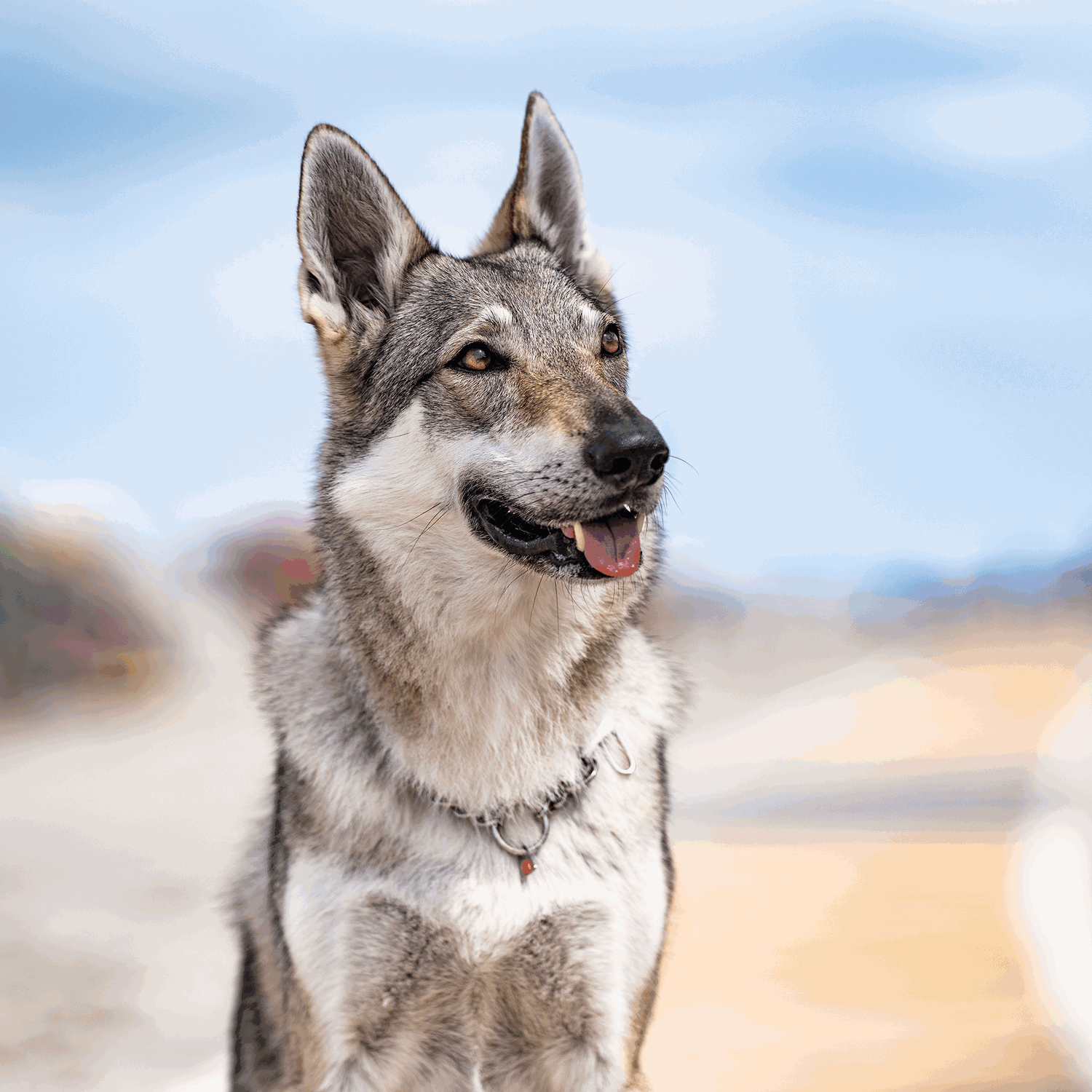 HS Obojok retiazkový, 3mm/54cm, nastaviteľný s karabínou, dlhé oko, nerezová oceľ