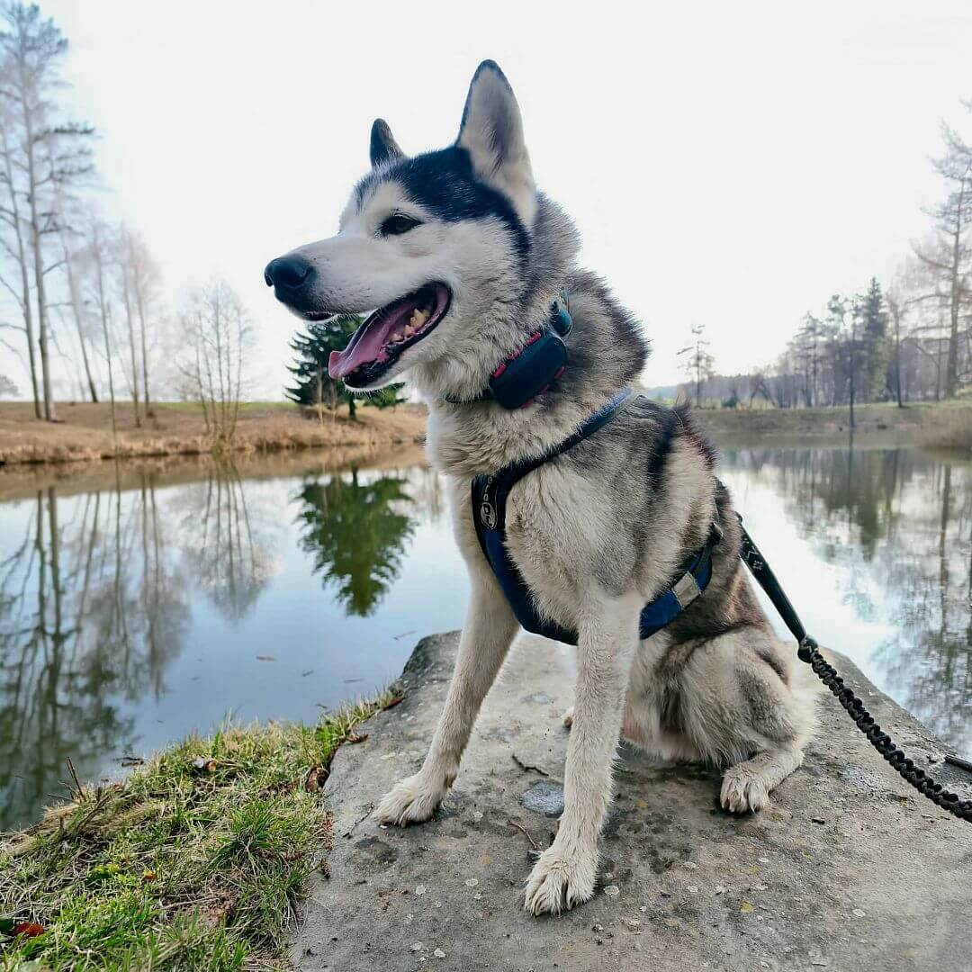 Vyhľadávacie zariadenie pre psov DOG GPS ultra lokátor