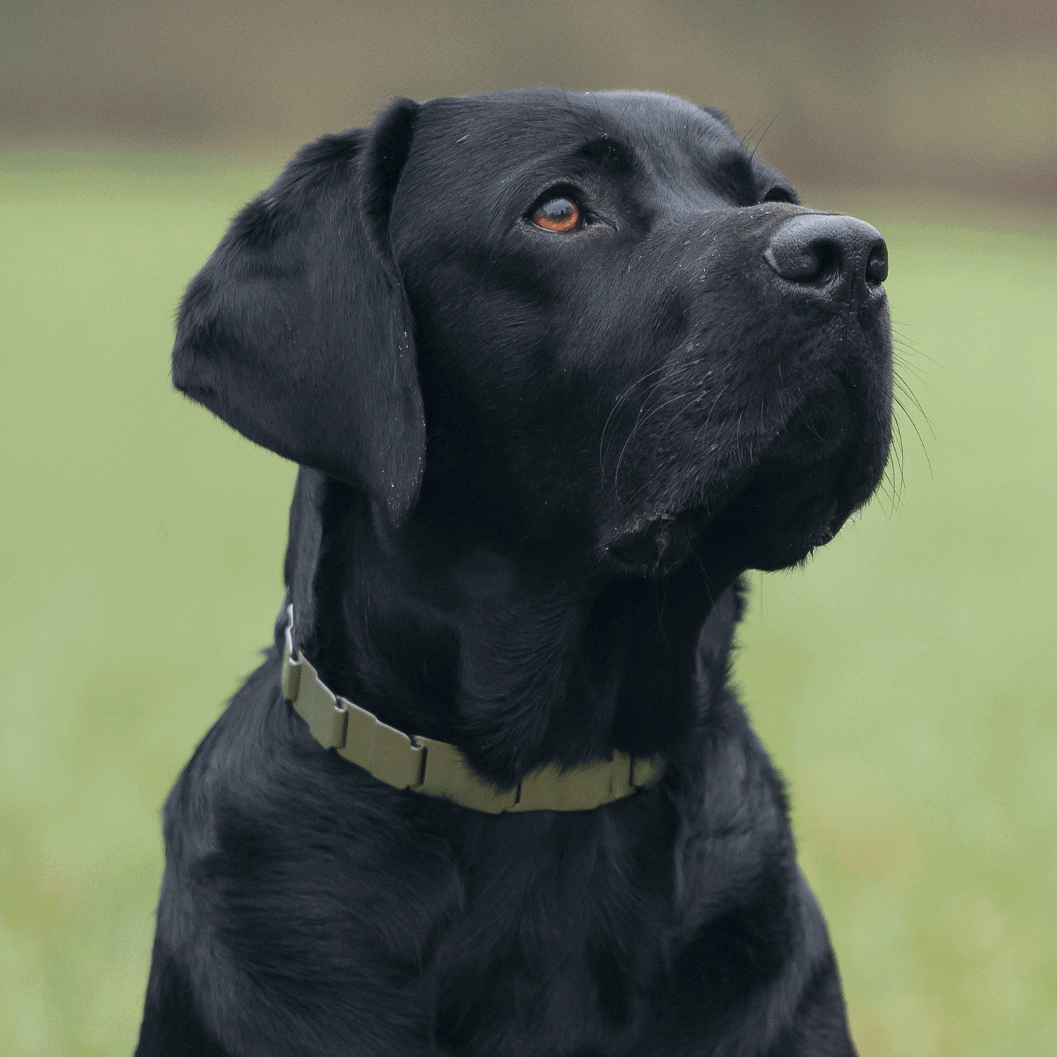 HS Obojok Neck-Tech Fun, 2cm/60cm, nerezová oceľ, matná, ClicLock