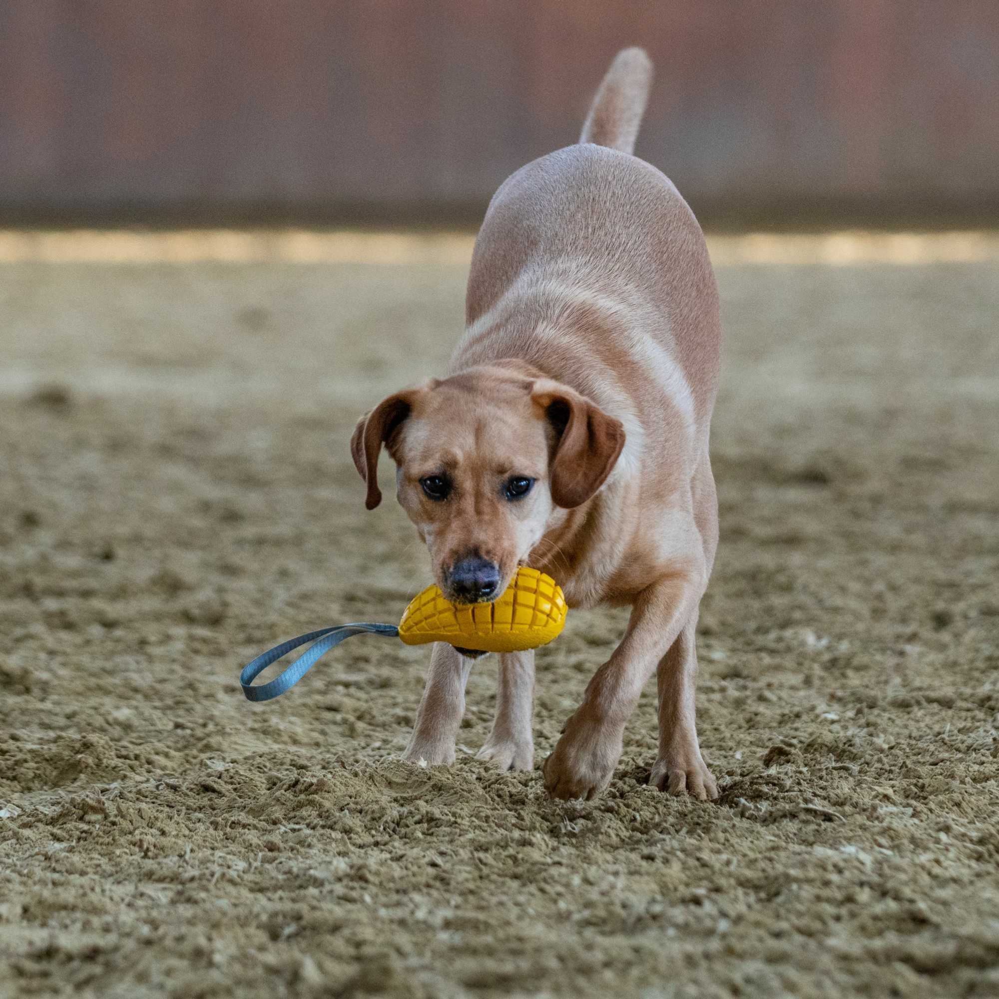 HS Pešek MANGO, na plnenie, 1 uško, L, 9cm/16cm, kaučuk