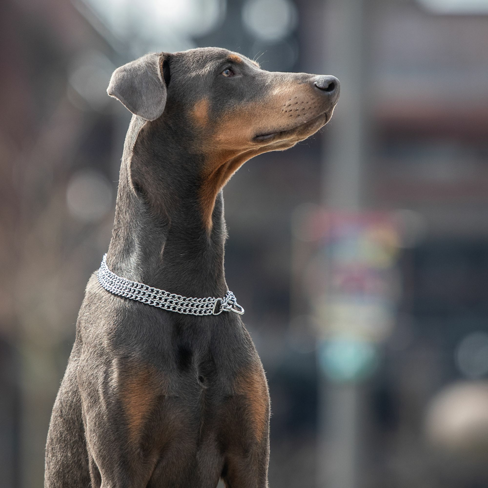 HS Obojok retiazkový, sťahovací, 2mm/55cm, trojradový, okrúhle malé ploché oko, pochrómovaná oceľ