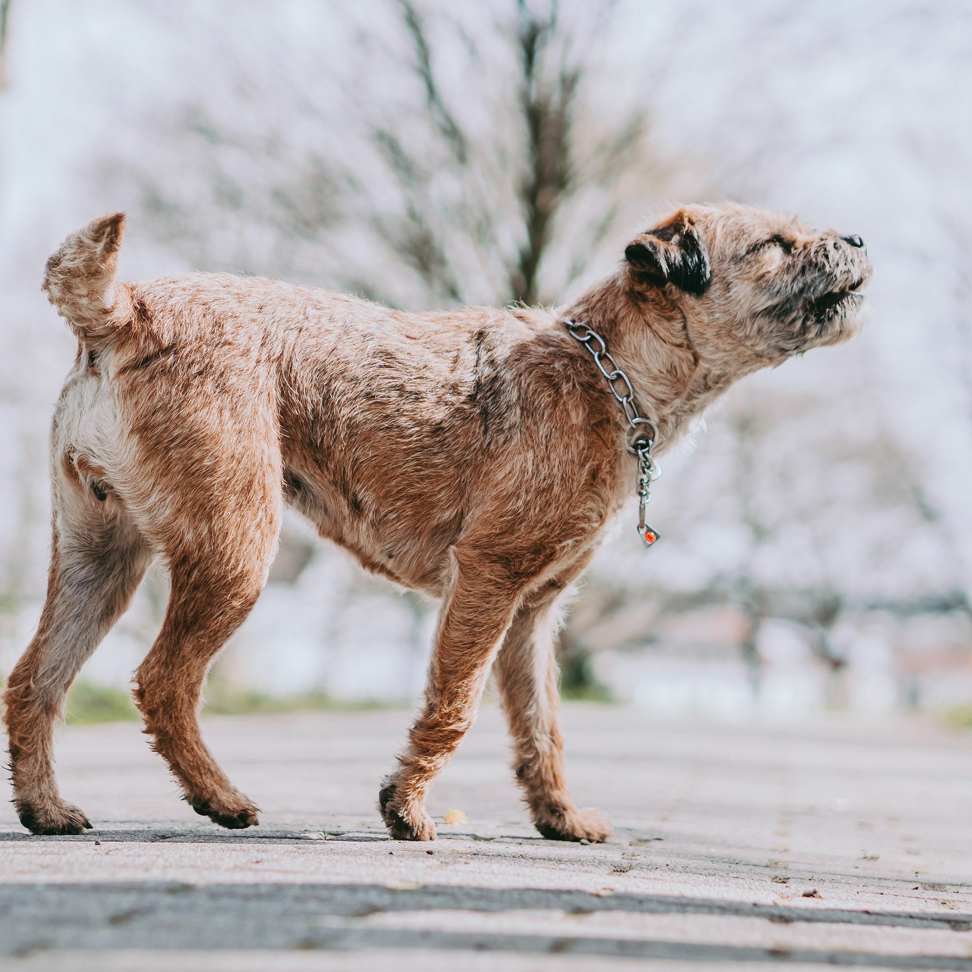 HS Obojok retiazkový, 3mm/40cm, sťahovací s retiazkou a SPRENGER karabínou, stredné oko, nerez. oceľ