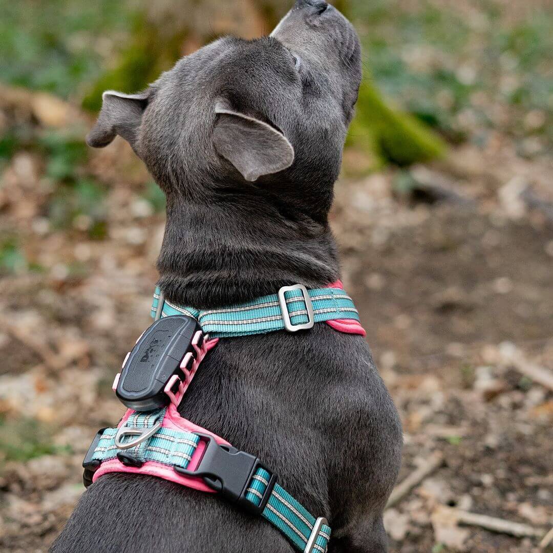 Vyhľadávacie zariadenie pre psov DOG GPS ultra lokátor
