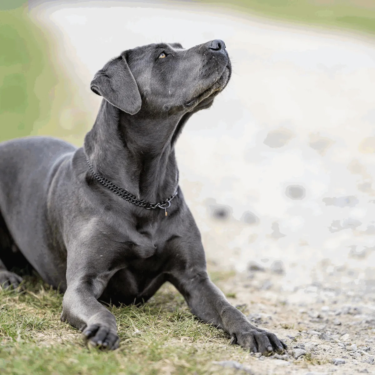 HS Obojok retiazkový, sťahovací, 2mm/55cm, okrúhle malé ploché oko, nerezová oceľ, čierny, 2-radový