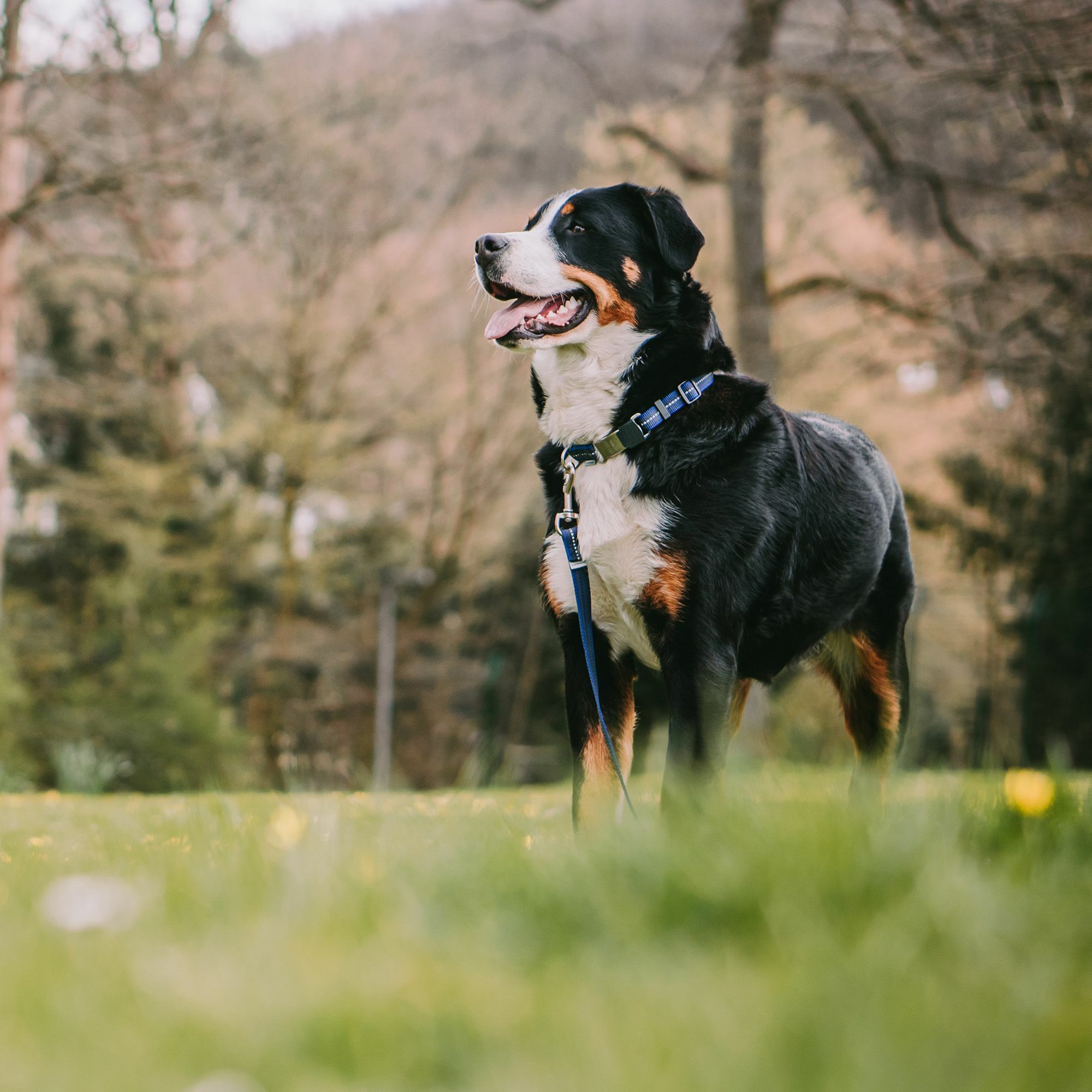 HS Vodítko pogumované bez uška, 19mm/300cm, modré