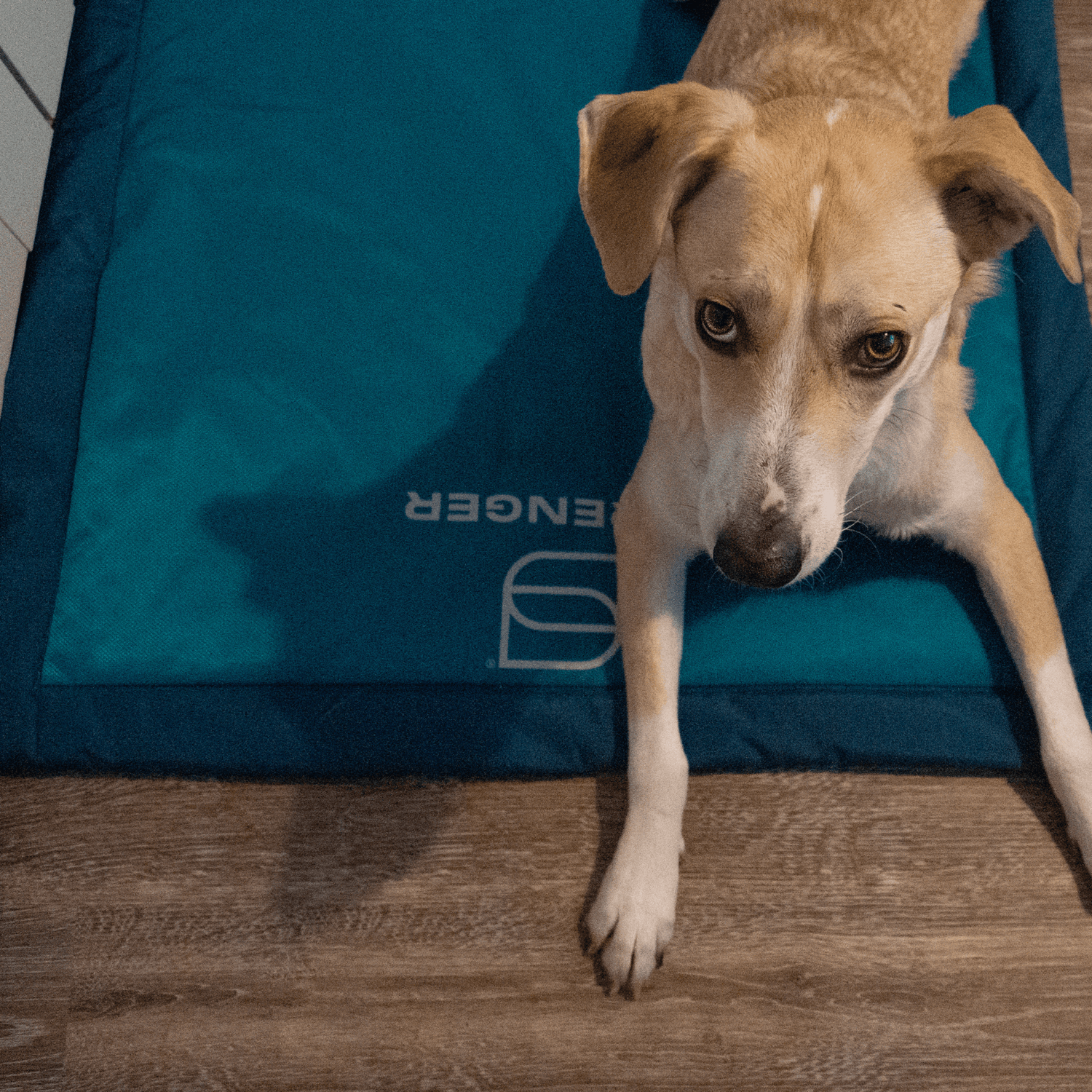 HS deka pre psa, S, 50x70cm