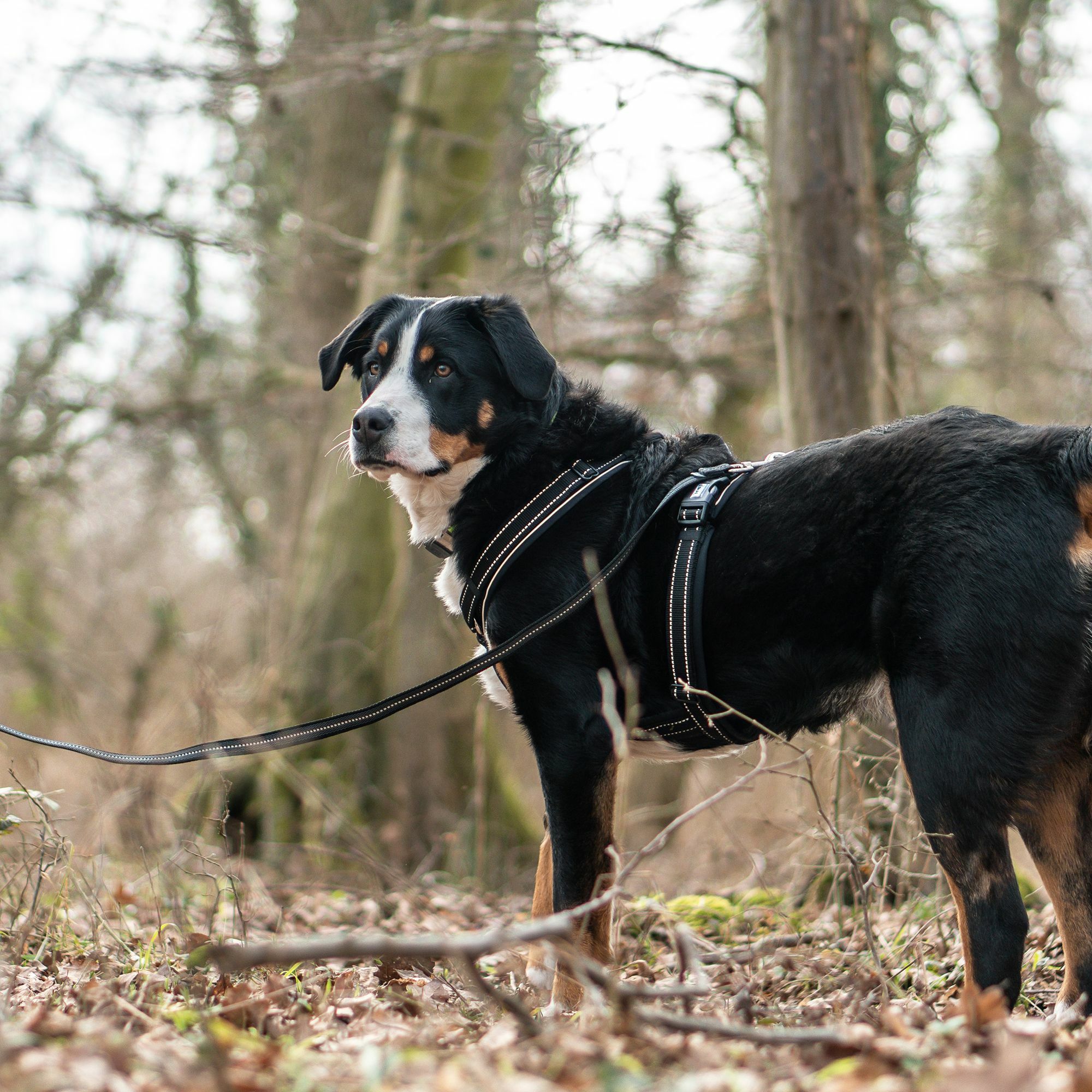 HS Y-Postroj na voľný čas, reflexný, M, 60-75cm, nylon+neoprén, čierny