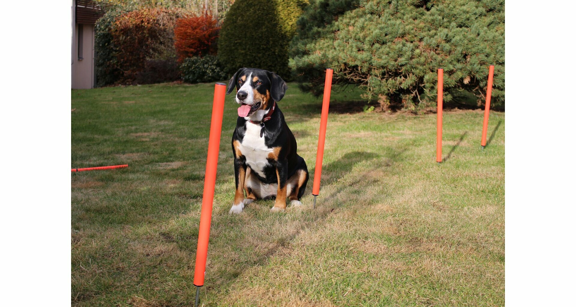 Agility sada prekážok DOG TRAINER - slalom, preskok