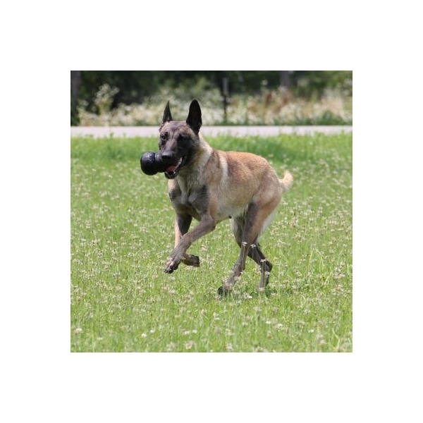 Hračka Kong Dog Extreme - granát na plnenie, prírodná guma, 8.5cm, čierna, M