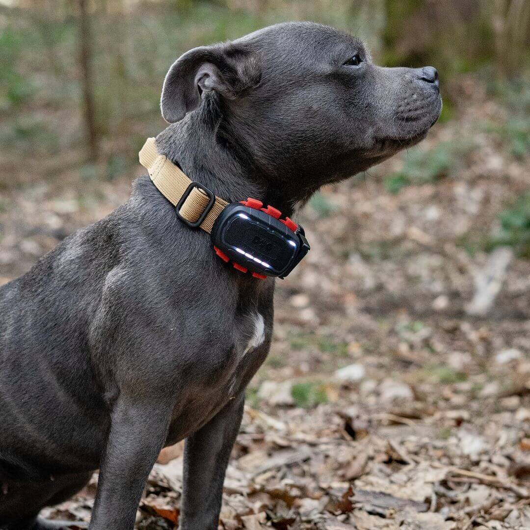 Vyhľadávacie zariadenie pre psov DOG GPS ultra lokátor