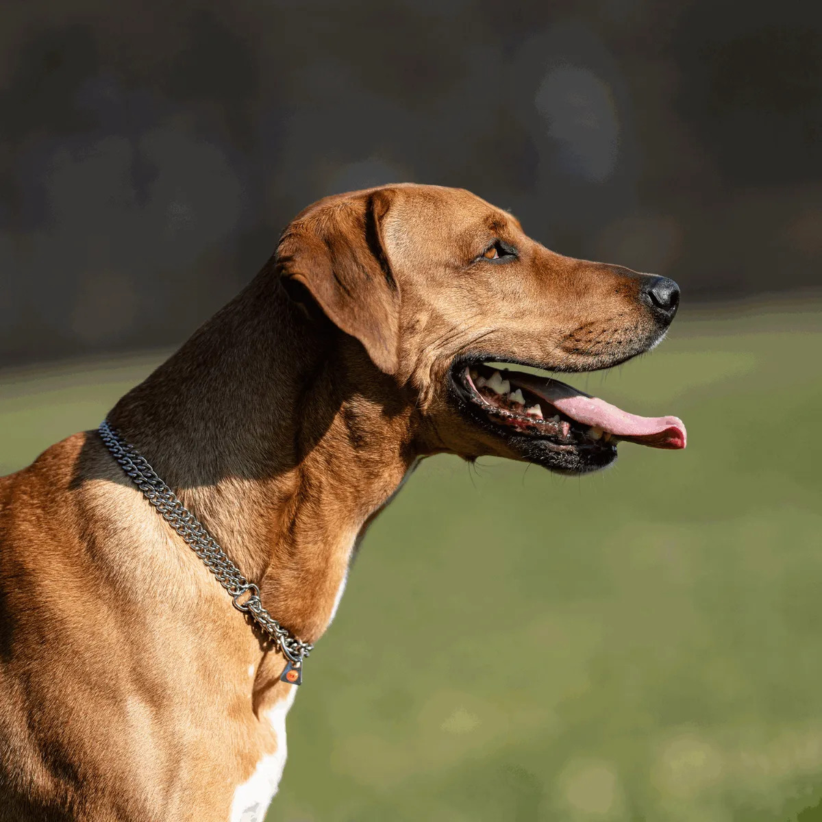 HS Obojok retiazkový, sťahovací, 2mm/35cm, okrúhle malé ploché oko, nerezová oceľ, 2-radový