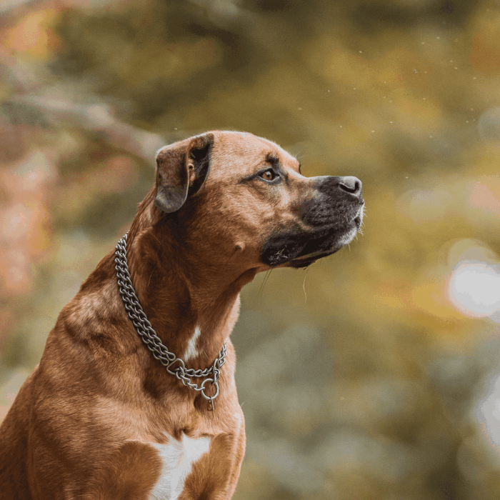 HS Obojok retiazkový, 3mm/50cm, dvojradový, sťahovací s retiazkou, malé oko, nerezová oceľ matná
