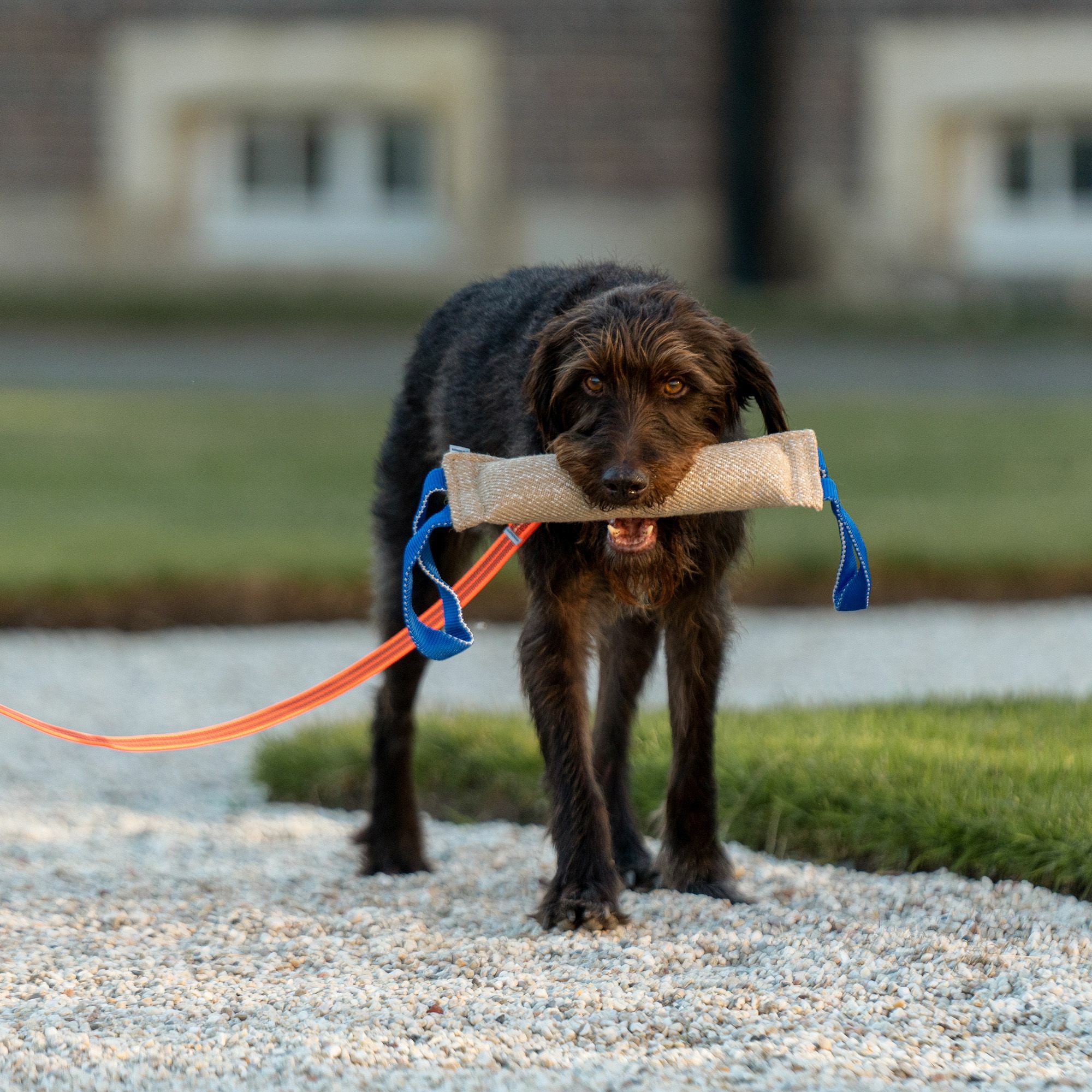 Vodítko bez uška pogumované, 19mm/300cm, nerezová karabína, oranžové