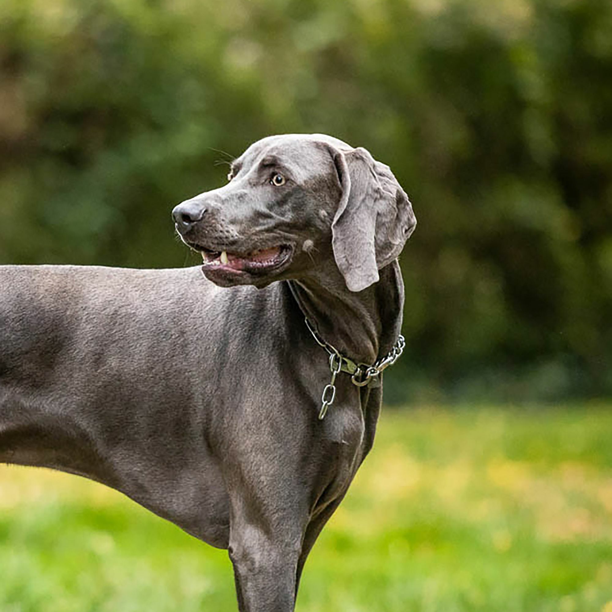 HS Obojok retiazkový, 3mm/58cm, nastaviteľný s karabínou, dlhé oko, nerezová oceľ