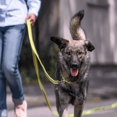 Vodítko stopovacie s uškom pogumované, 19mm/5m, nerezová karabína, modré