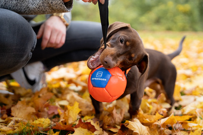 Lopta "futbalová" s priemerom 10cm, s uškom, ekokoža, oranžová/modrá