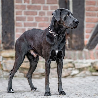 Obojok retiazkový s obmedzovačom 4mm/65cm, dlhé oko, nerezová oceľ, HS