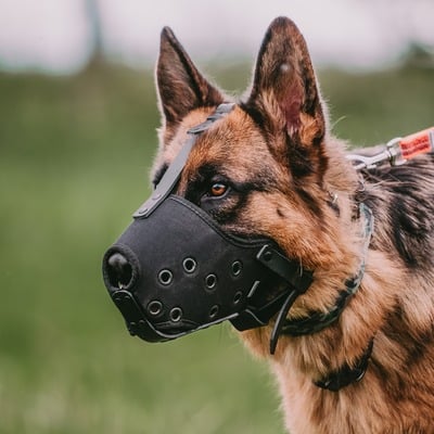 Náhubok vytĺkací, veľký - veľ. 9-10, 31-33cm, cordura, ClicLock, HS
