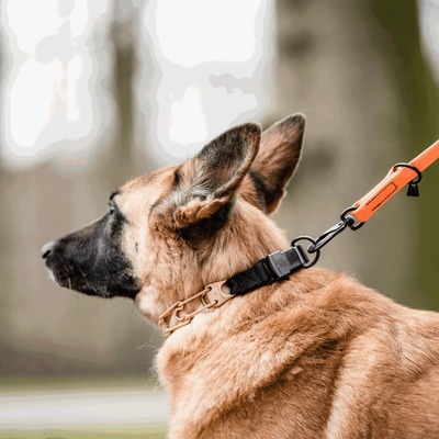 Obojok ostnatý ULTRA-PLUS 2.25mm/40cm, ClicLock, s popruhom, CUROGAN, HS