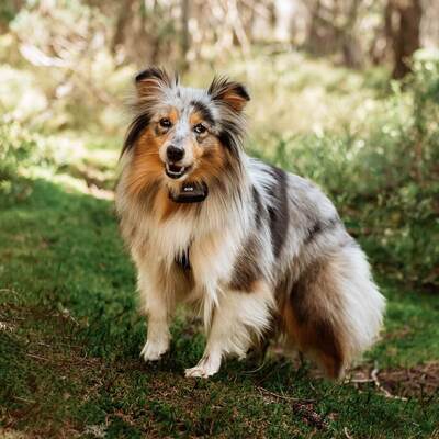 Elektronický obojok EDGE 650R, stredné a väčšie plemená, 2.5cm/max 75cm, čierny, s ovládačom na prst