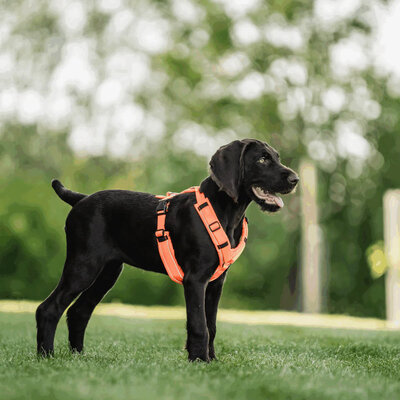 Y-Postroj na voľný čas, reflexný, XL, 78-96cm, Softshell + Polyester, oranžový