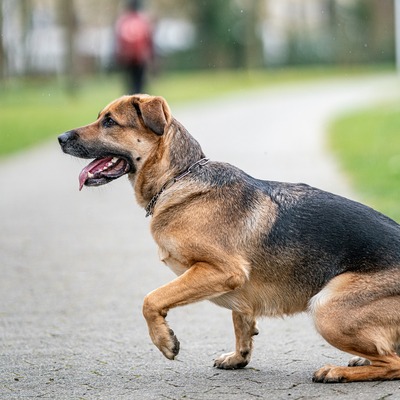 Obojok retiazkový sťahovací 3mm/58cm, obmedzovač, extra dlhé oko, nerezová oceľ, HS
