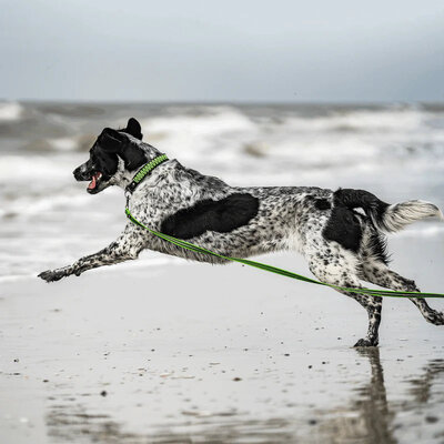 Vodítko stopovacie s uškom pogumované, 19mm/5m, nerezová karabína, modré