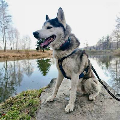 Vyhľadávacie zariadenie pre psov DOG GPS ultra lokátor