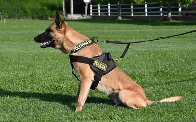 Vodítko PATROL DOUBLE s uškom, 2.5m, mosadzná karabína, popruh, čierne