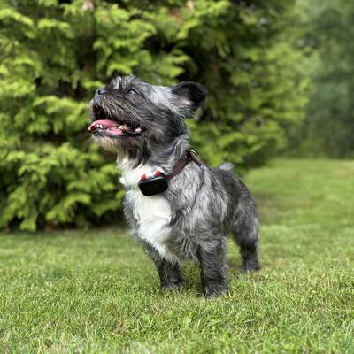 Vyhľadávacie zariadenie pre psov DOG GPS mini lokátor