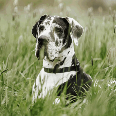 Obojok nastaviteľný BioThane 25mm/40-65cm, s retiazkou, ružová