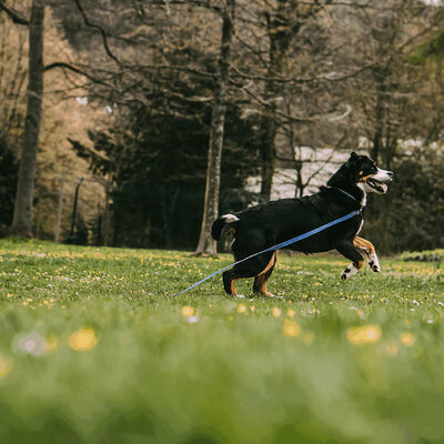 Vodítko stopovacie s uškom pogumované, 19mm/5m, nerezová karabína, modré