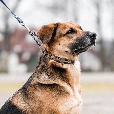 Obojok ostnatý sťahovací ULTRA-PLUS EasyOn 3mm/59cm, obmedzovač, ľahké nasadenie, nerezová oceľ, HS