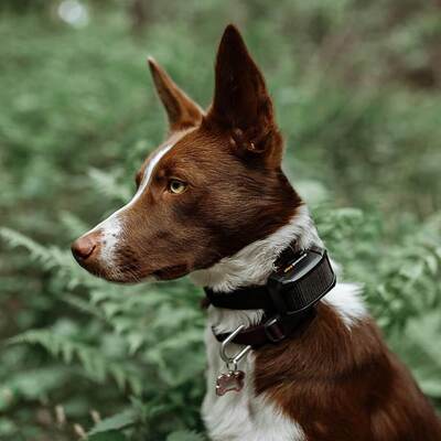 Elektronický obojok EDGE 650R, stredné a väčšie plemená, 2.5cm/max 75cm, čierny, s ovládačom na prst