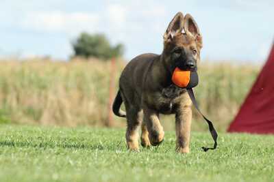 Lopta RINGOVÁ s priemerom 9cm, s popruhom, stredne mäkká, ringová látka, 2-farebná (rôzne farby)