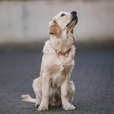 Obojok retiazkový sťahovací 3mm/66cm, karabína, stredné oko, CUROGAN, HS