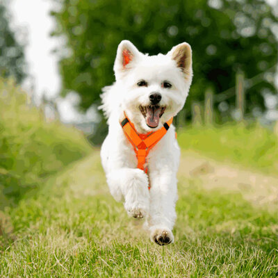 Y-Postroj na voľný čas, reflexný, XXS, 36-42cm, Softshell + Polyester, oranžový