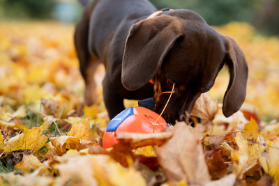 Lopta "futbalová" s priemerom 18cm, s uškom, ekokoža, oranžová/modrá