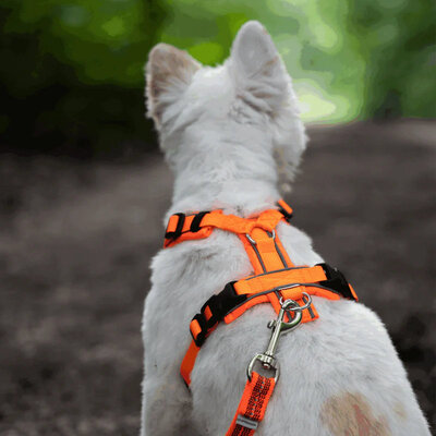 Y-Postroj na voľný čas, reflexný, S, 52-64cm, Softshell + Polyester, čierny