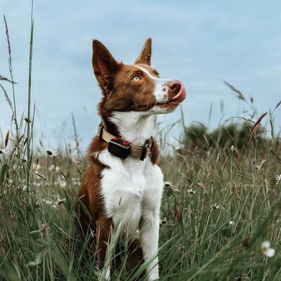 Vyhľadávacie zariadenie pre psov DOG GPS mini lokátor