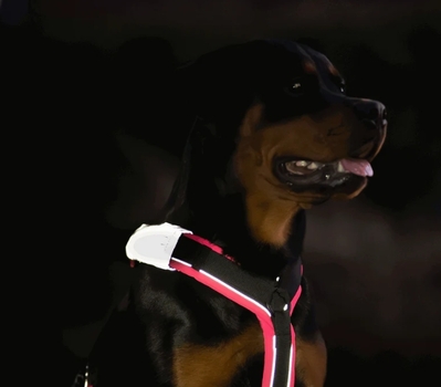 Reflexívne pásky (označenie)  DOG set 2 kusy L/XL