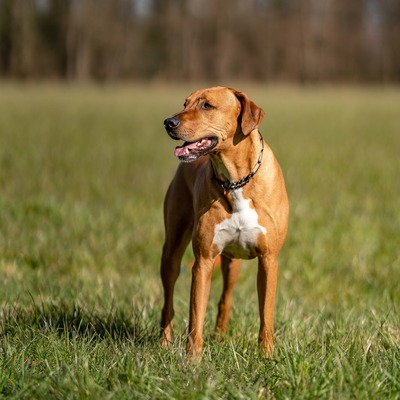 Obojok retiazkový sťahovací 3mm/61cm, obmedzovač, extra dlhé oko, nerezová oceľ, čierny, HS