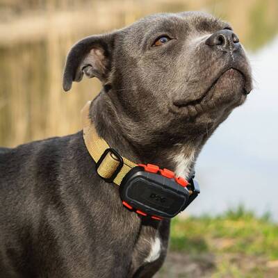 Vyhľadávacie zariadenie pre psov DOG GPS ultra lokátor