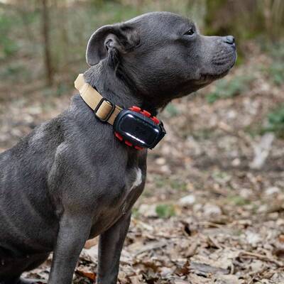 Vyhľadávacie zariadenie pre psov DOG GPS ultra lokátor