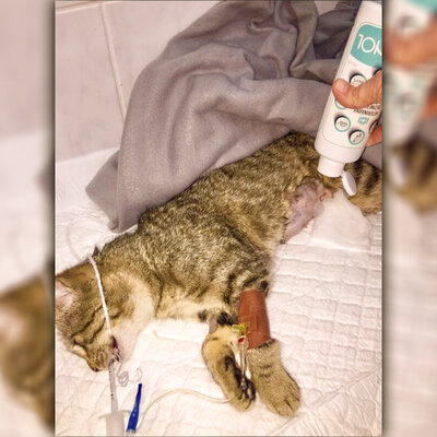 VETERINOL dezinfekčný roztok 500ml + 5L