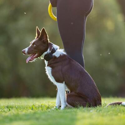 Elektronický obojok EDGE 650R, stredné a väčšie plemená, 2.5cm/max 75cm, čierny, s ovládačom na prst