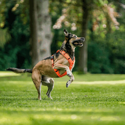 Y-Postroj na voľný čas, reflexný, XL, 78-96cm, Softshell + Polyester, oranžový